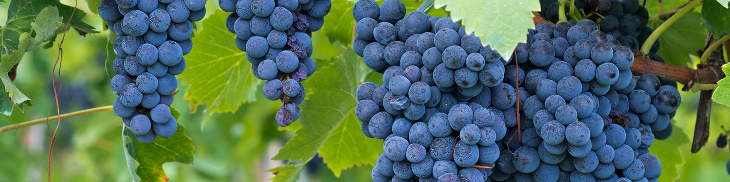 Picture of wine grapes.