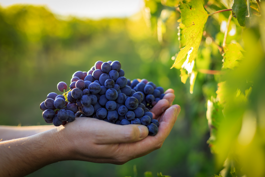 How To Harvest Wine Grapes in 2022