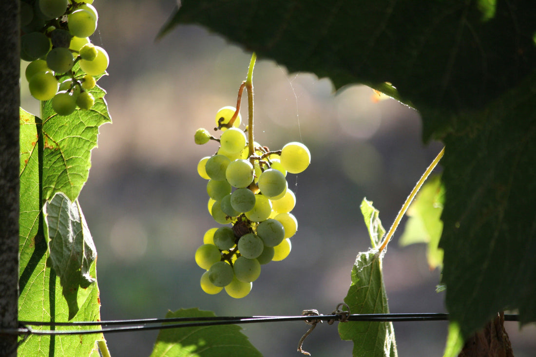 Get Prepared for Wine Harvesting Season