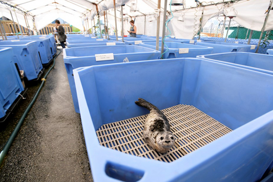 BARR Insulated Bins used for Seal Pups Rehabilitation