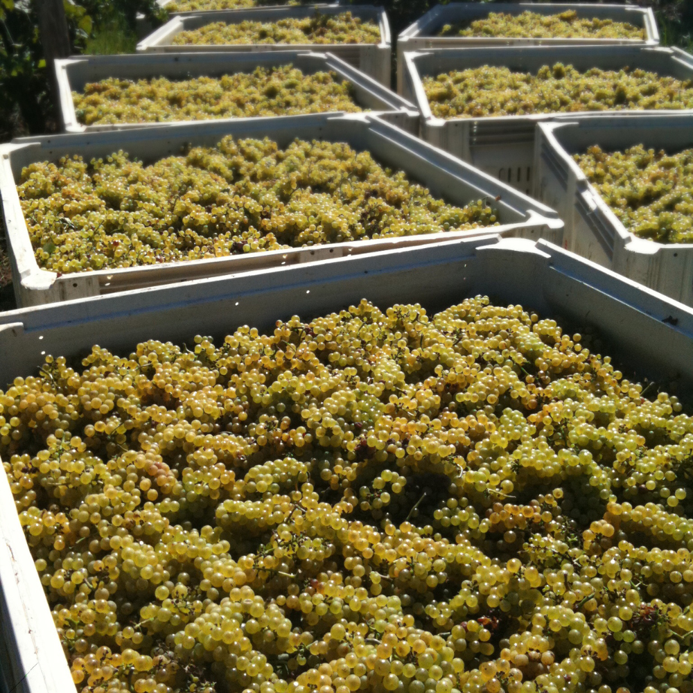 Wine Grape Harvesting Bins BARR Plastics